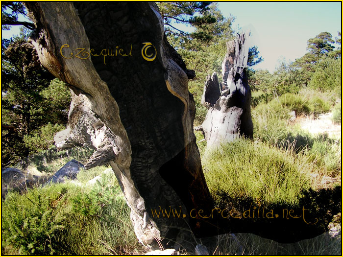 Cercedilla Postal Aguila 05