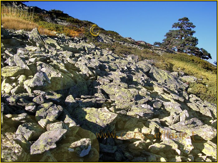 Cercedilla Postal Aguila 09