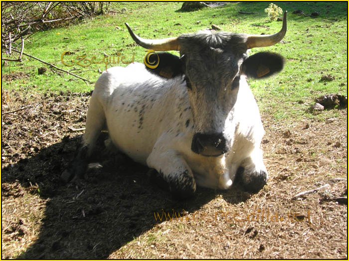 Tarjeta postal de Cercedilla de animales 01