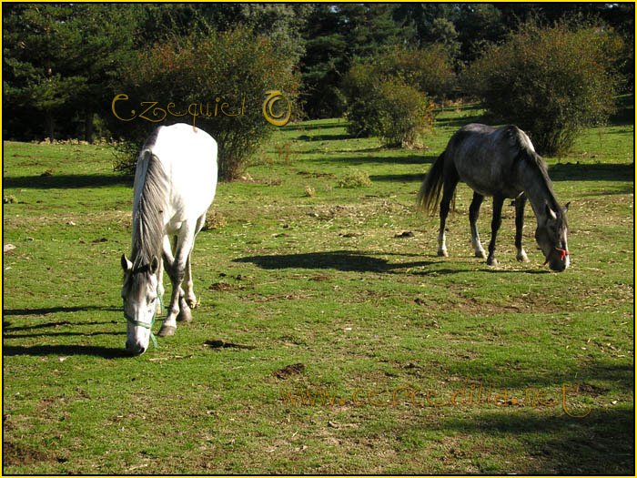 Tarjeta postal de Cercedilla de animales 03