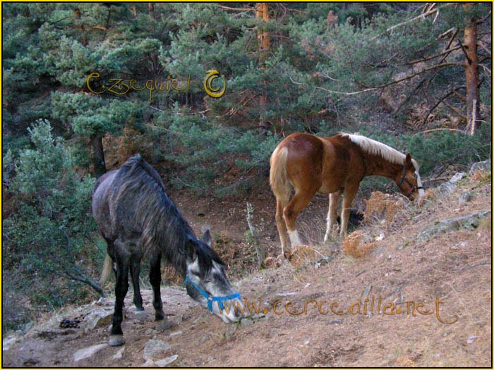 Tarjeta postal de Cercedilla de animales 04