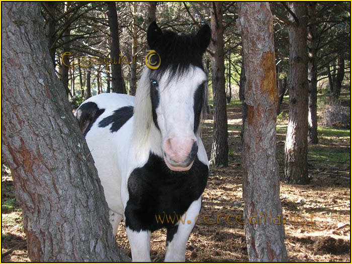 Tarjeta postal de Cercedilla de animales 05