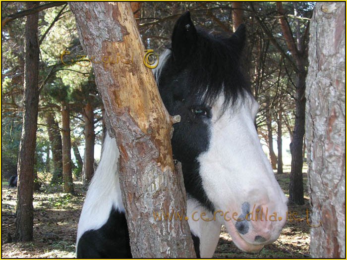 Tarjeta postal de Cercedilla de animales 06