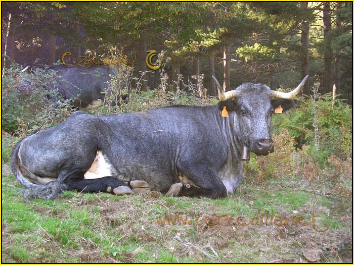 Tarjeta postal de Cercedilla de animales 07