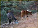 Tarjeta postal de Cercedilla de animales 04