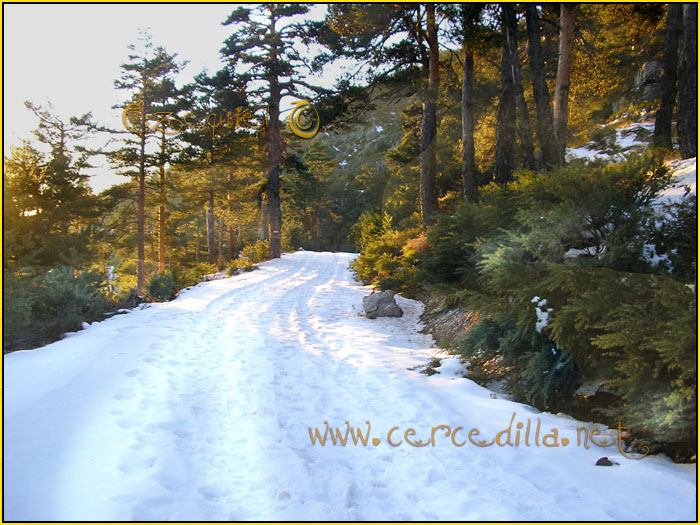Tarjeta postal de Cercedilla Calle Alta 06