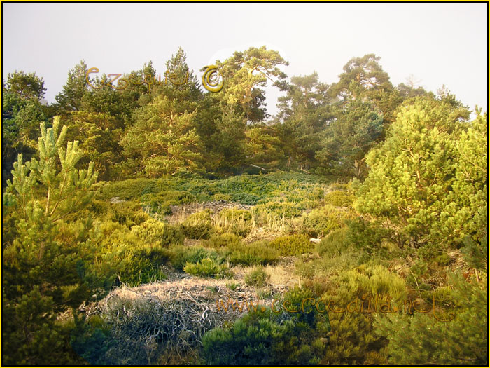 Tarjeta postal de Cercedilla Calle Alta 13