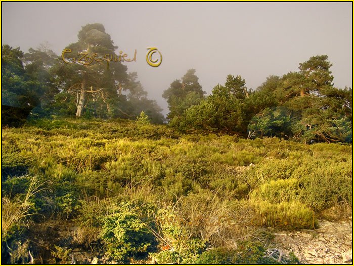 Tarjeta postal de Cercedilla Calle Alta 14