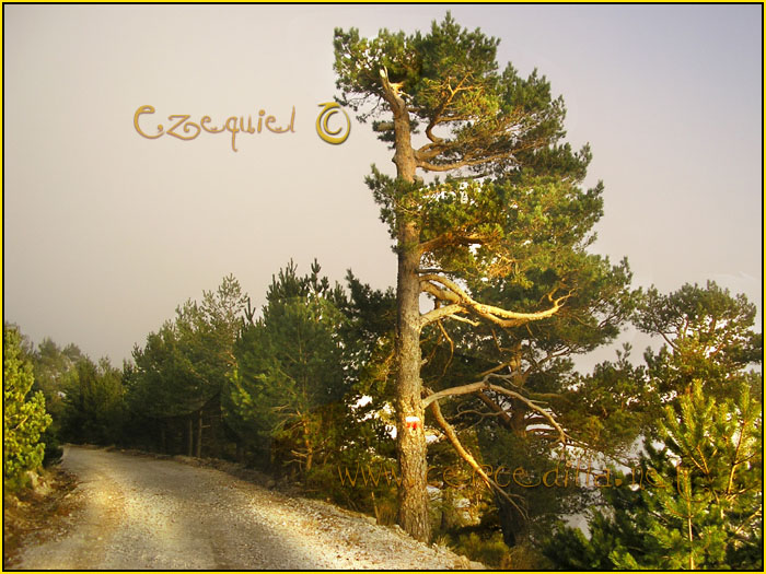 Tarjeta postal de Cercedilla Calle Alta 16