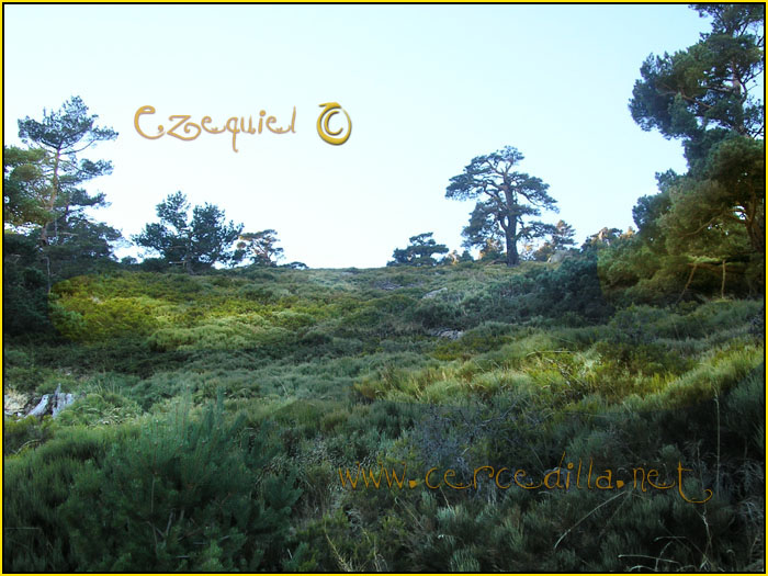 Tarjeta postal de Cercedilla Calle Alta 18