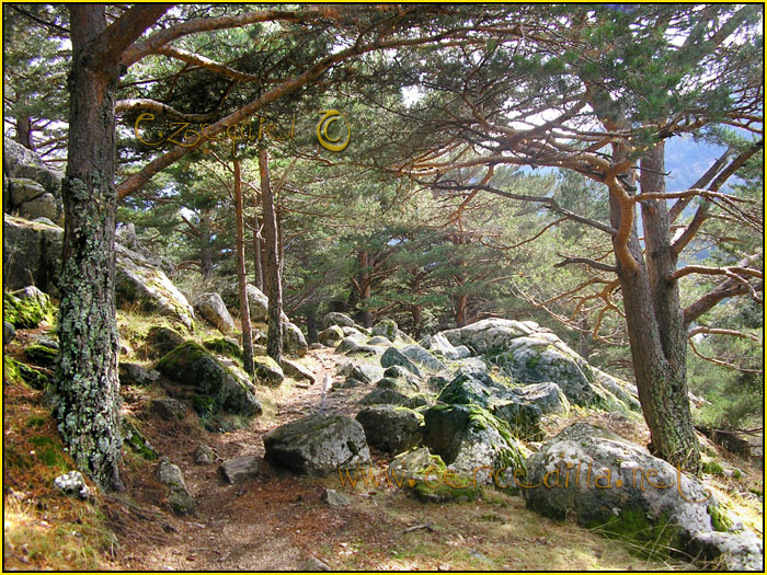 Tarjeta postal de Cercedilla camino del agua 02