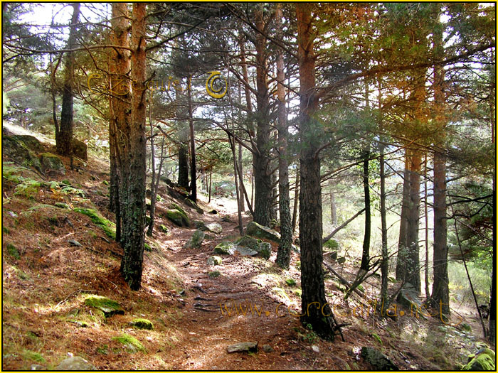Tarjeta postal de Cercedilla camino del agua 03