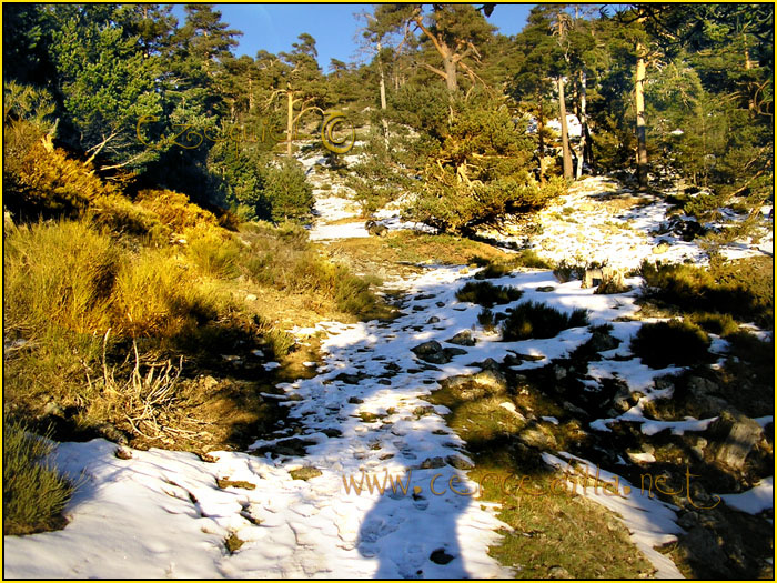 Tarjeta postal de Cercedilla  Camino Viejo de Segovia 05