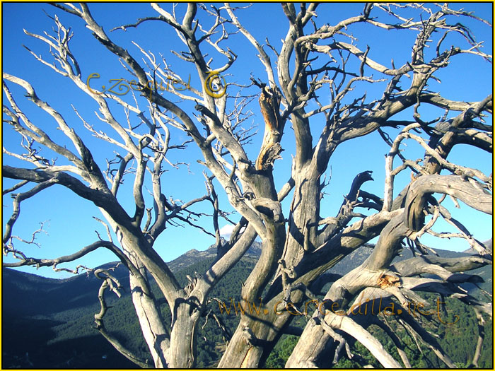 Tarjeta postal de Cercedilla del campamento 06