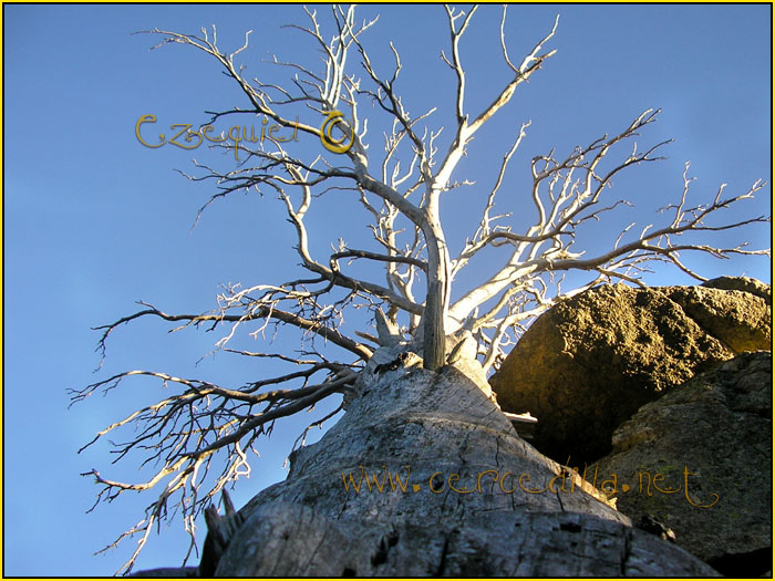 Tarjeta postal de Cercedilla del campamento 09