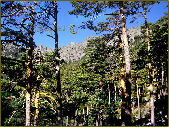 Tarjeta postal de Cercedilla Collado Albo 02