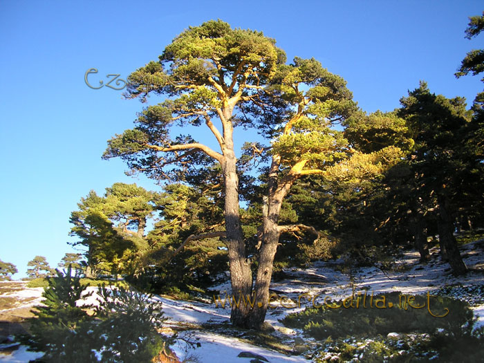 Tarjeta postal de Cercedilla Collado Ventoso 06