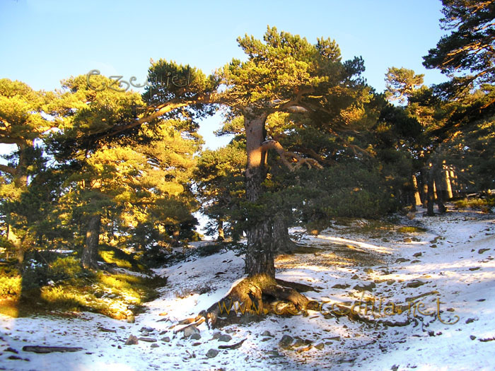 Tarjeta postal de Cercedilla Collado Ventoso 10