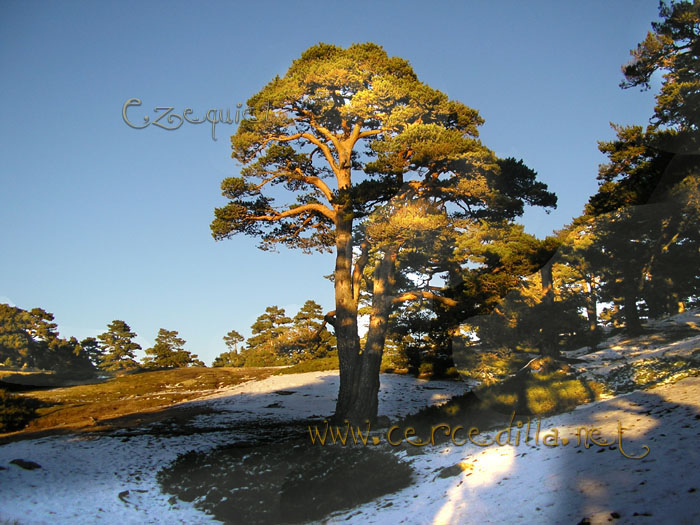 Tarjeta postal de Cercedilla Collado Ventoso 12