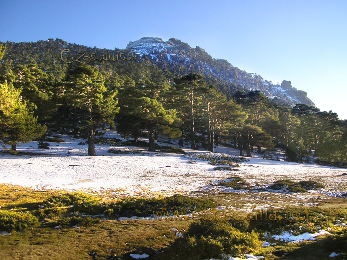 Tarjeta postal de Cercedilla Collado Ventoso 13
