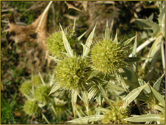 Tarjeta postal de Cercedilla  flora 02