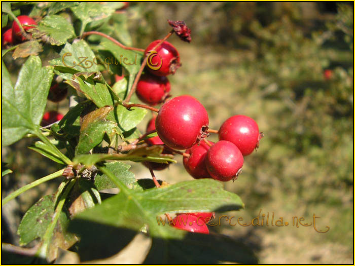 Tarjeta postal de Cercedilla  flora 04