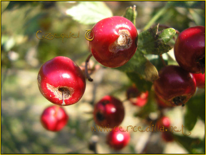 Tarjeta postal de Cercedilla  flora 06