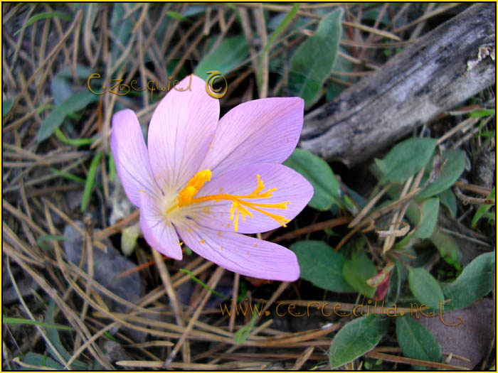 Tarjeta postal de Cercedilla  flora 09