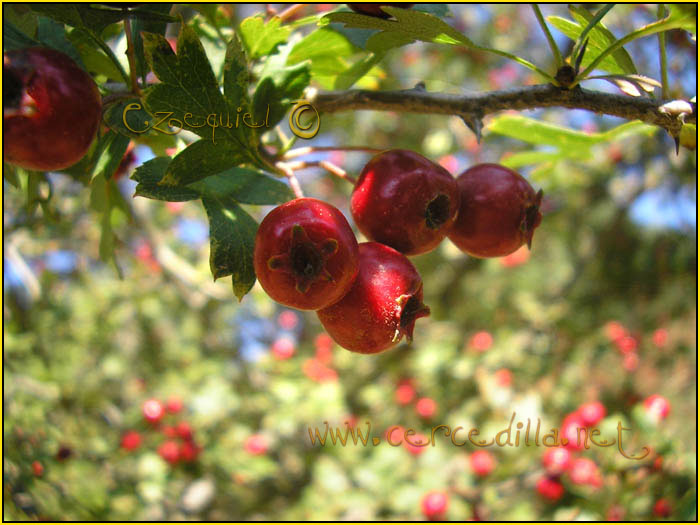 Tarjeta postal de Cercedilla  flora 10