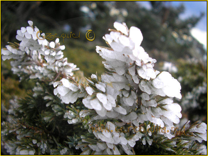 Tarjeta postal de Cercedilla Majalasna 03