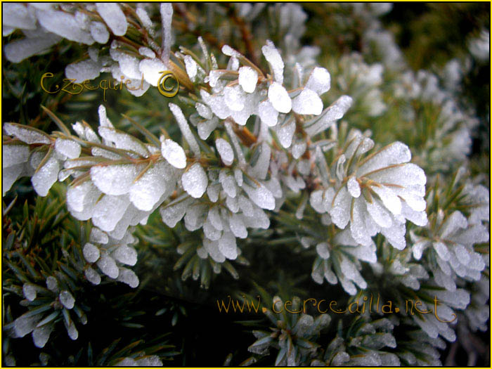 Tarjeta postal de Cercedilla Majalasna 06