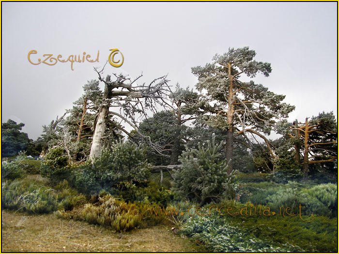 Tarjeta postal de Cercedilla Majalasna 07