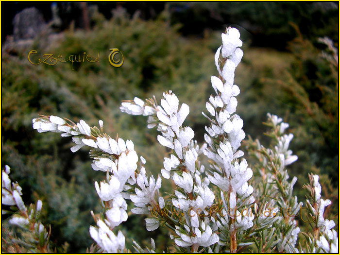 Tarjeta postal de Cercedilla Majalasna 11