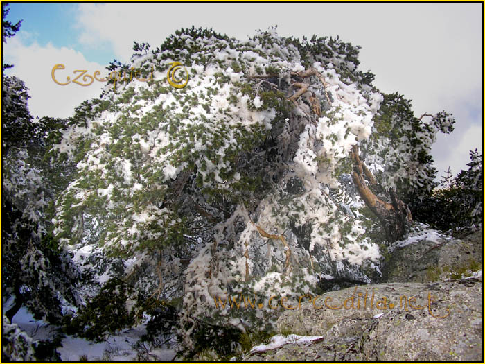 Tarjeta postal de Cercedilla Majalasna 29