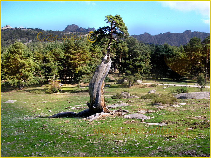 Tarjeta postal de Cercedilla de Navarrolaque 08
