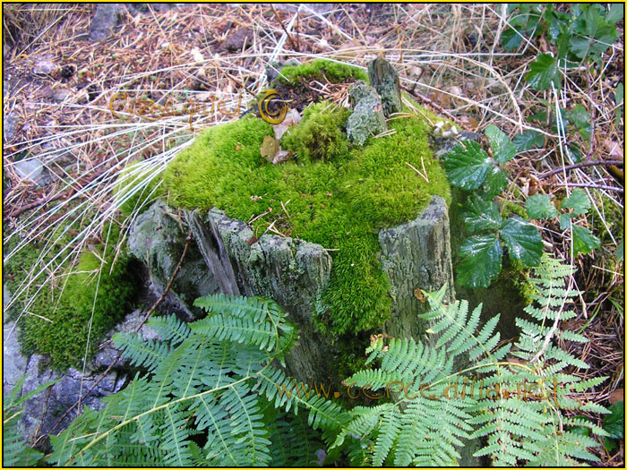 Tarjetas postales de Cercedilla otros paisajes 05