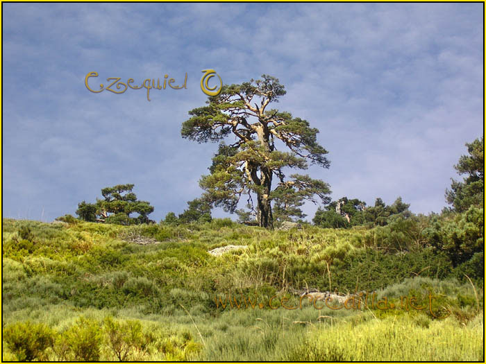 Tarjeta postal de Cercedilla con pinos 01