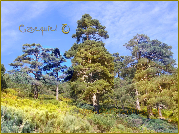 Tarjeta postal de Cercedilla con pinos 02