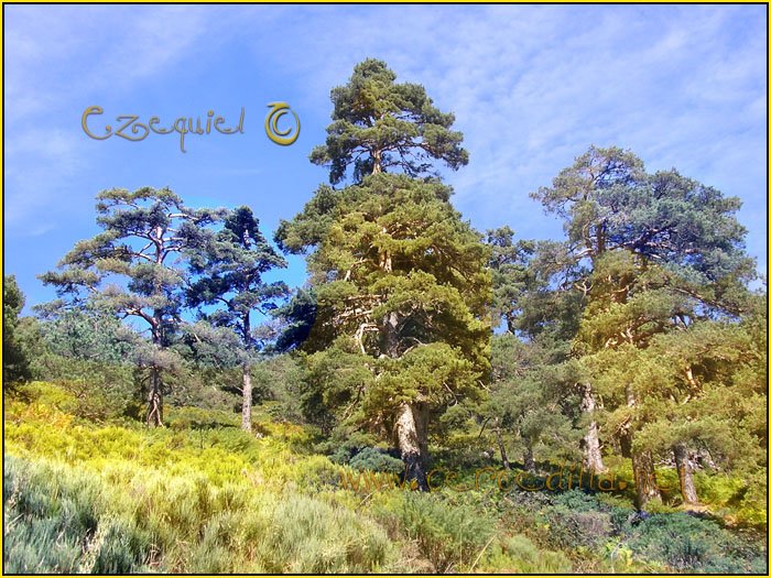 Tarjeta postal de Cercedilla con pinos 03