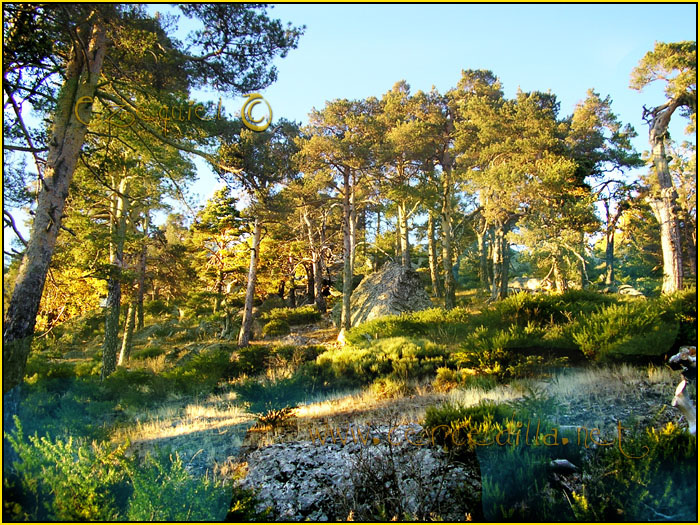 Tarjeta postal de Cercedilla con pinos 04
