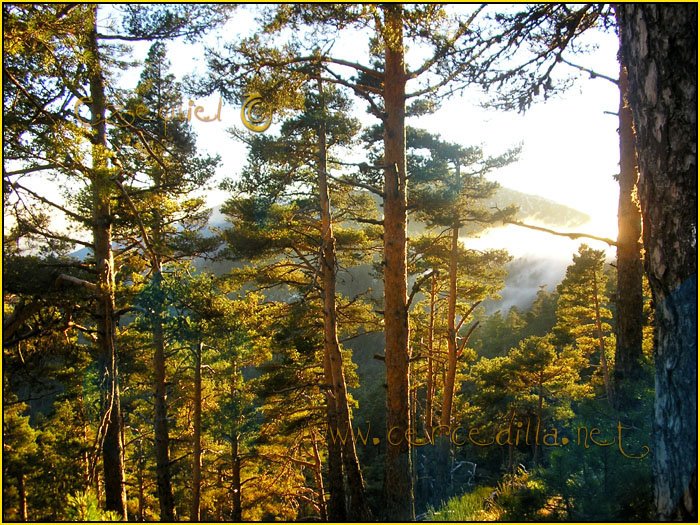 Tarjeta postal de Cercedilla con pinos 05