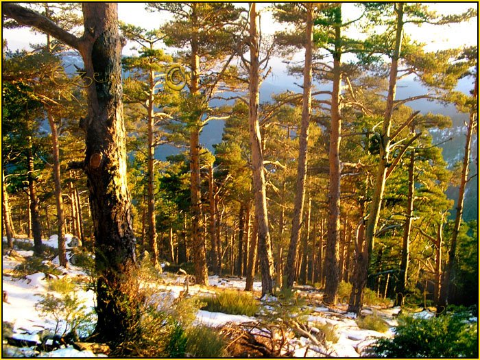 Tarjeta postal de Cercedilla con pinos 06