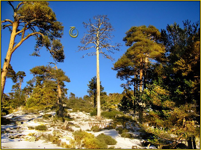 Tarjeta postal de Cercedilla con pinos 07