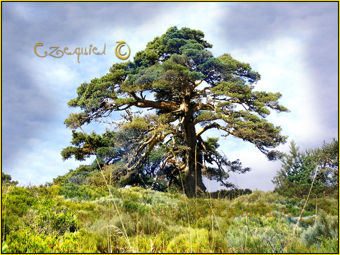 Tarjeta postal de Cercedilla con pinos 08