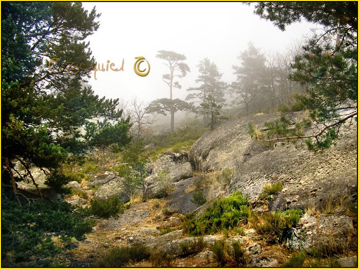 Tarjeta postal de Cercedilla con pinos 09