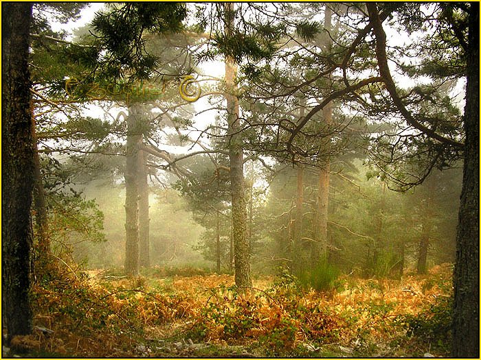 Tarjeta postal de Cercedilla con pinos 10