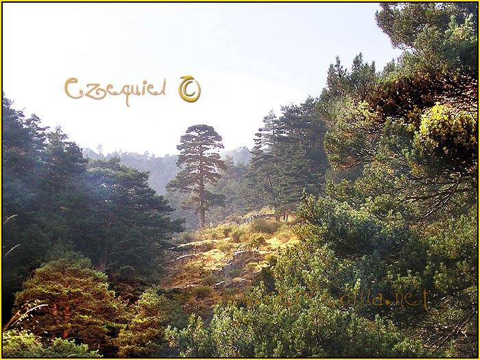 Tarjeta postal de Cercedilla con pinos 11