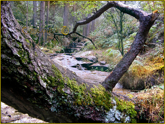 Tarjeta postal de Cercedilla con pinos 12
