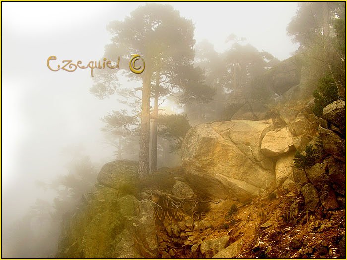 Tarjeta postal de Cercedilla con pinos 13