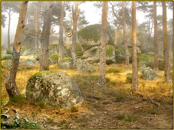 Tarjeta postal de Cercedilla con pinos 14